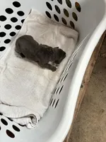 Bailey, a female Cane Corso for sale in Madison Heights, VA – Photo 2 of 5