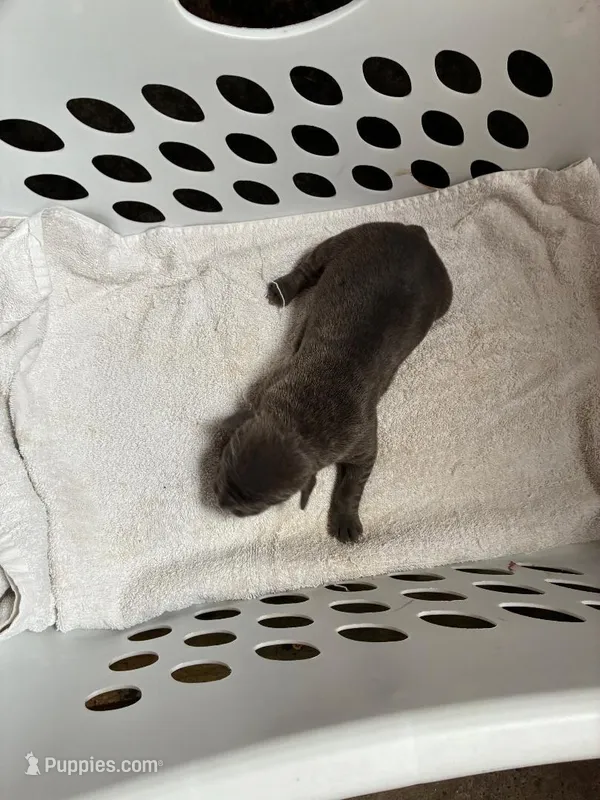 Bailey – Cane Corso puppy for sale in Madison Heights, VA