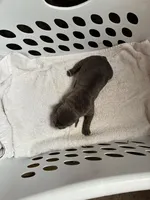 Bailey, a female Cane Corso for sale in Madison Heights, VA – Photo 1 of 5