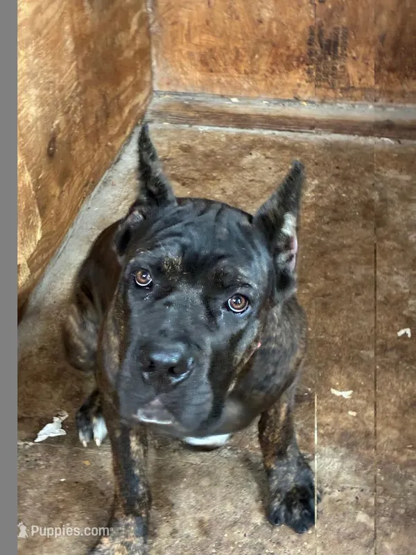 Max – Cane Corso puppy for sale in Madison Heights, VA
