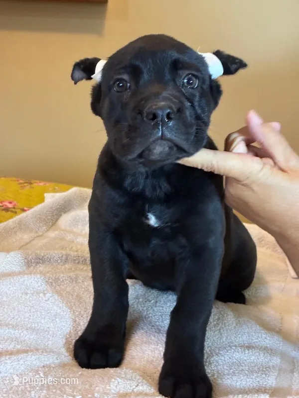 Jessie – Cane Corso puppy for sale in Madison Heights, VA