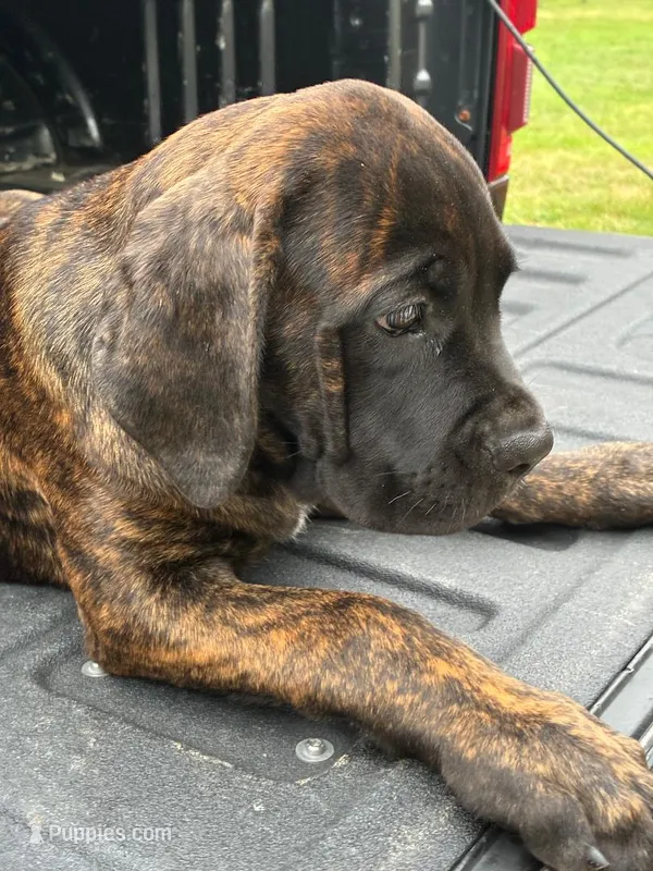 Shay – Cane Corso puppy for sale in Madison Heights, VA