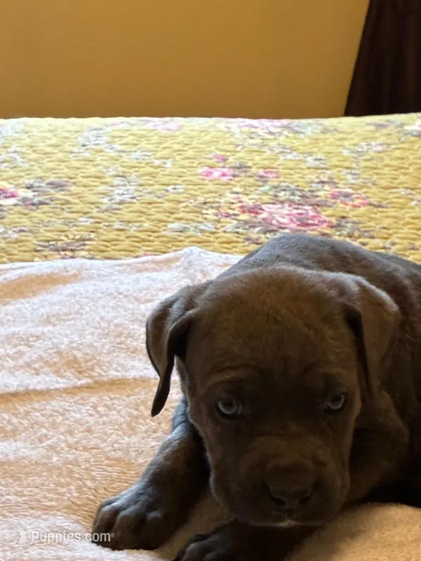Tucker – Cane Corso puppy for sale in Madison Heights, VA