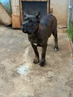 Max, a male Cane Corso for sale in Madison Heights, VA – 4 of 4