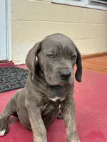 Zena, a female Cane Corso for sale in Madison Heights, VA – 4 of 5