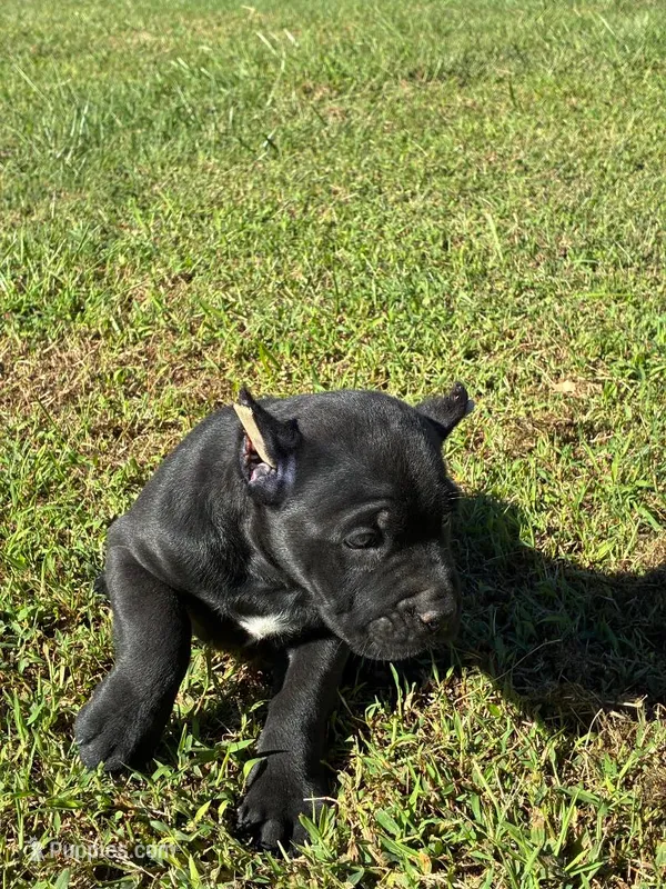 Zeus – Cane Corso puppy for sale in Madison Heights, VA