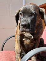 Bella, a female Cane Corso for sale in Madison Heights, VA – 2 of 4