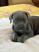 Tucker, a male Cane Corso for sale in Madison Heights, VA – 3 of 3