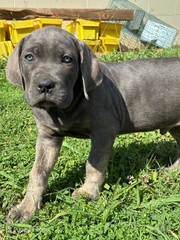 Jake – Cane Corso puppy for sale in Madison Heights, VA