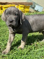 Jake, a male Cane Corso for sale in Madison Heights, VA – 1 of 4