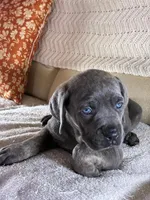 Maggie, a female Cane Corso for sale in Madison Heights, VA – 2 of 3