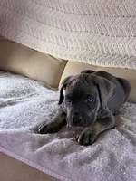 Tucker, a male Cane Corso for sale in Madison Heights, VA – 3 of 4