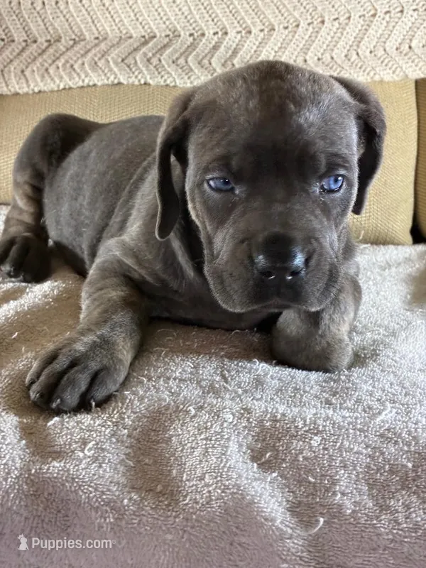 Maggie – Cane Corso puppy for sale in Madison Heights, VA