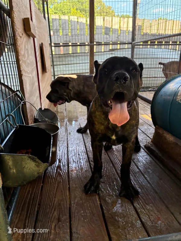 Pepper – Cane Corso puppy for sale in Madison Heights, VA