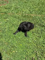 Lucy, a female Cane Corso for sale in Madison Heights, VA – 3 of 5