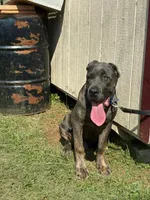 Tank, a male Cane Corso for sale in Madison Heights, VA – 1 of 4