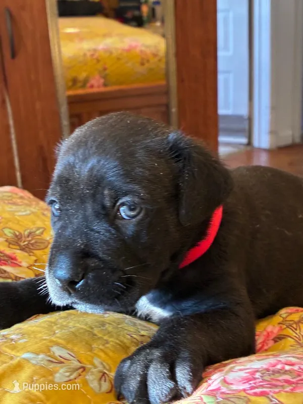 Zeus – Cane Corso puppy for sale in Madison Heights, VA