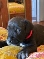 Zeus, a male Cane Corso for sale in Madison Heights, VA – 1 of 3