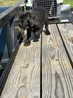 Lucy, a female Cane Corso for sale in Madison Heights, VA – 5 of 5