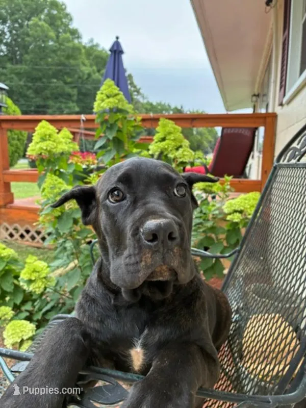 Lulu – Cane Corso puppy for sale in Madison Heights, VA