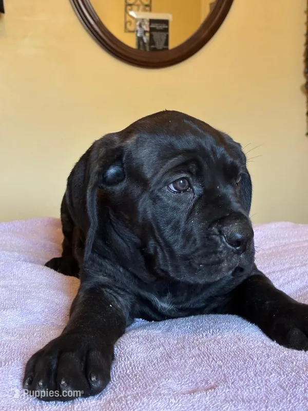 Lucy – Cane Corso puppy for sale in Madison Heights, VA