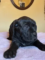 Lucy, a female Cane Corso for sale in Madison Heights, VA – 1 of 5