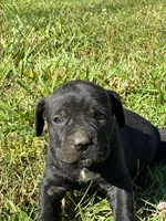 Jude, a female Cane Corso for sale in Madison Heights, VA – 2 of 2