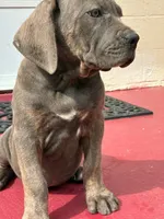 Zena, a female Cane Corso for sale in Madison Heights, VA – 3 of 5