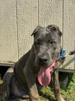 Tank, a male Cane Corso for sale in Madison Heights, VA – 4 of 4
