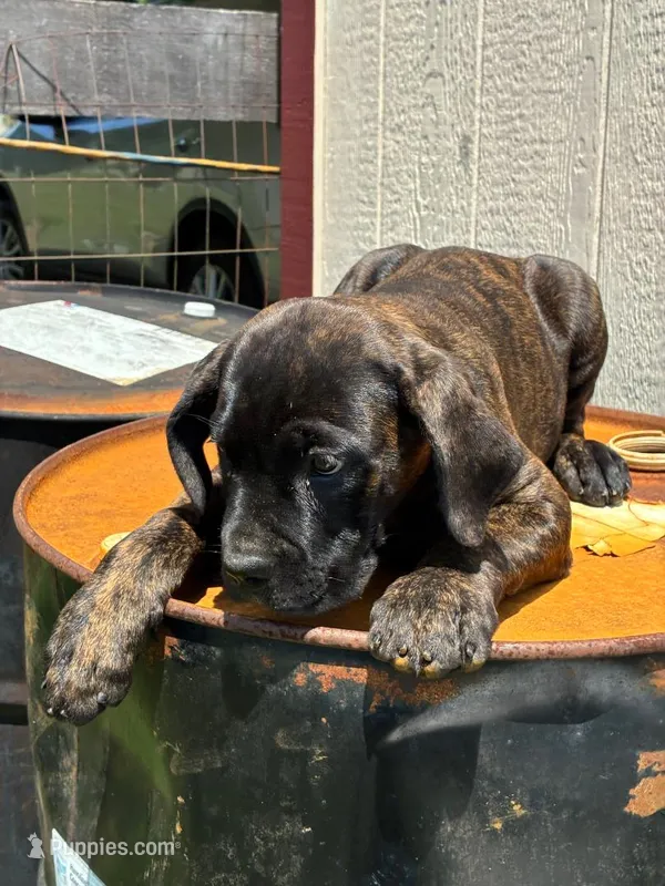 Jude – Cane Corso puppy for sale in Madison Heights, VA