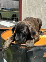 Jude, a female Cane Corso for sale in Madison Heights, VA – 1 of 4