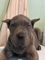 Zoe, a female Cane Corso for sale in Madison Heights, VA – 3 of 3