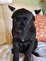 Lulu, a female Cane Corso for sale in Madison Heights, VA – 1 of 4