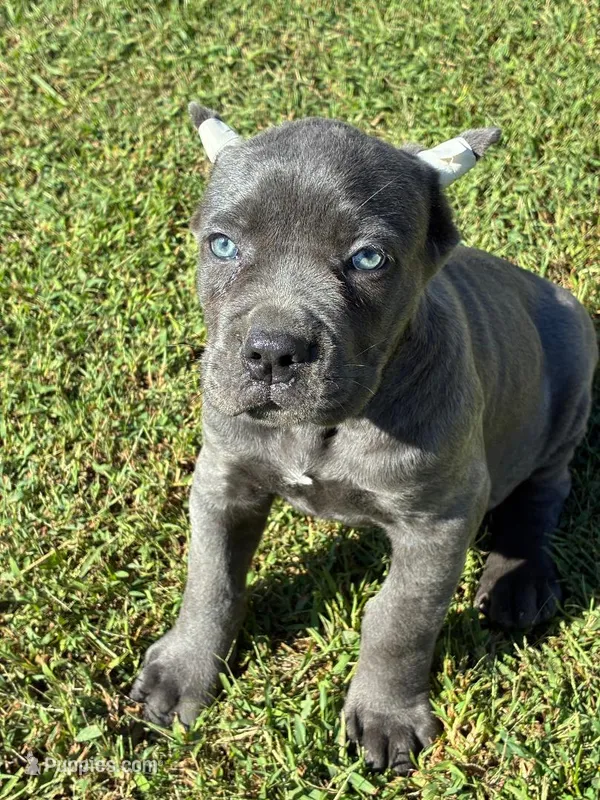 Molly – Cane Corso puppy for sale in Madison Heights, VA