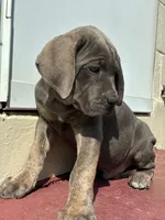 Jake, a male Cane Corso for sale in Madison Heights, VA – 3 of 4
