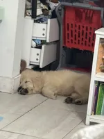 Daisy, a female English Cream Golden Retriever for sale in Fort Lauderdale, FL – Photo 2 of 2