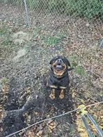 Pink girl 1, a female Rottweiler for sale in Jacksonville, NC – Photo 10 of 10