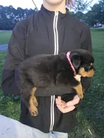 Pink girl 1, a female Rottweiler for sale in Jacksonville, NC – Photo 6 of 10