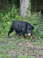 Pink girl 1, a female Rottweiler for sale in Jacksonville, NC – Photo 9 of 10