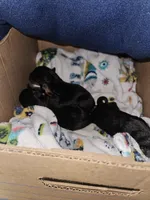 Pink girl 1, a female Rottweiler for sale in Jacksonville, NC – Photo 8 of 10