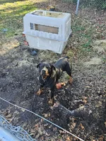 Pink girl 1, a female Rottweiler for sale in Jacksonville, NC – Photo 3 of 10