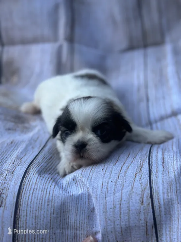 Woody  – Shih Tzu puppy for sale in Ava, MO