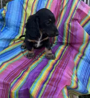 Magnolia , a female Miniature Dachshund for sale in Ava, MO – 3 of 6