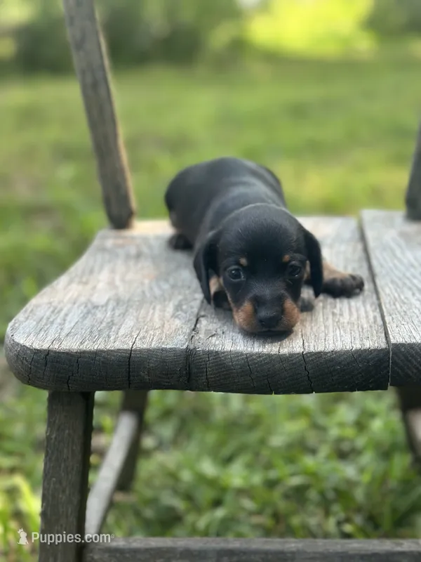 Ginger  – Miniature Dachshund puppy for sale in Ava, MO
