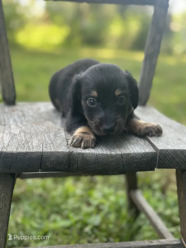 Cyprus  – Miniature Dachshund puppy for sale in Ava, MO
