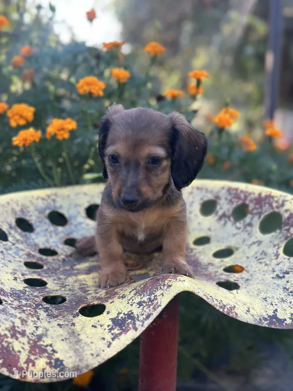 Daisy  – Miniature Dachshund puppy for sale in Ava, MO