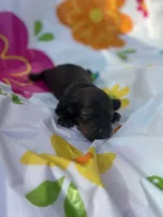 Coco, a male Miniature Dachshund for sale in Ava, MO – 1 of 3