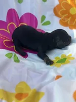Sugar , a female Miniature Dachshund for sale in Ava, MO – 4 of 4