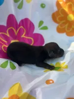 Dolly, a female Miniature Dachshund for sale in Ava, MO – 2 of 3