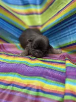 Fancy , a female Shih Tzu for sale in Ava, MO – 9 of 9